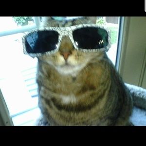 Meet your Posher, Audrey